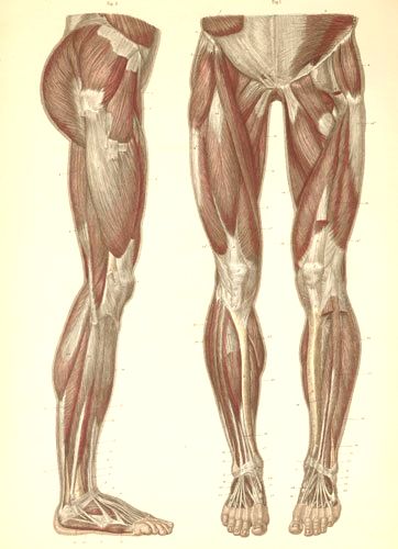 Мышцы передней и боковой поверхности ног