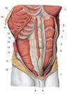 ������ ������� � ������� ��������. Thoracic and abdominal wall