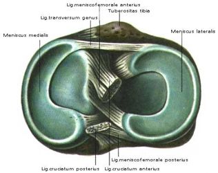 �������� (������ articulartio genus),������. ���������� ����� �������. ��� ������.
