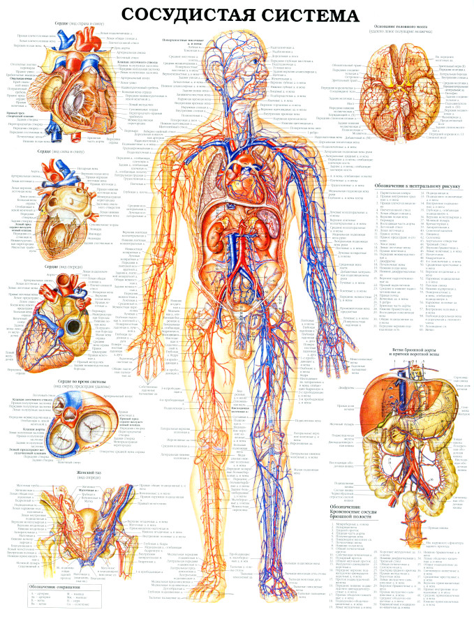 Сосудистая система
