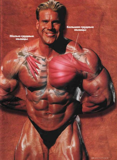 ГРУДНЫЕ: Muscle & Fitness №9 2001