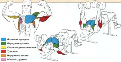 Работа мышц и суставов