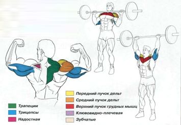 Работа мышц и суставов