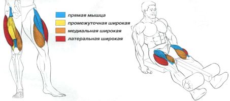 Работа мышц и суставов