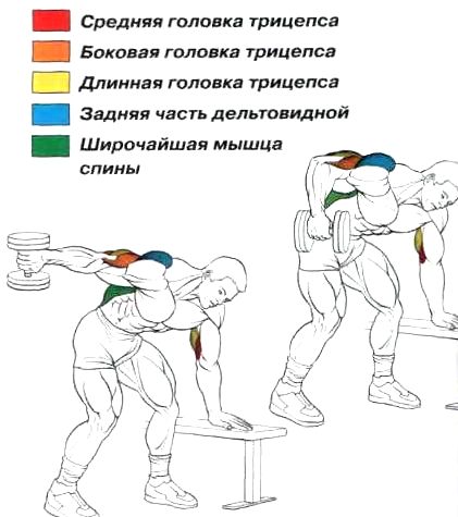 Работа мышц и суставов