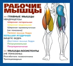 Рабочие мышцы