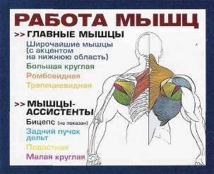 Рабочие мышцы