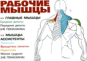 Рабочие мышцы