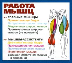 Рабочие мышцы